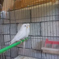 همه نوع مرغ عشق|پرنده|مشگین شهر, |دیوار