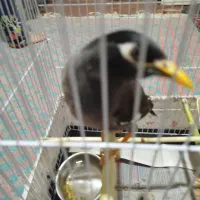 مینا|پرنده|کرمان, |دیوار