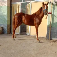 کره اسب مادیان