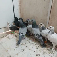 کفتر بازی هستن آلمانی و رنگه|پرنده|تربتحیدریه, حاجی یار|دیوار