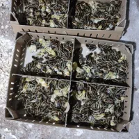 فروش جوجه بلدرچین اصل ژاپنی|حیوانات مزرعه|اطاقور, |دیوار