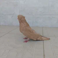 کبوتر زرد قواره دار چشم نوک سفید