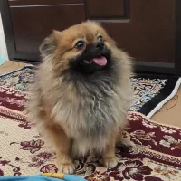 سگ پامر عروسکی