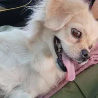 سگ پکینیز ماده