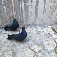 کبوترسیاه پر