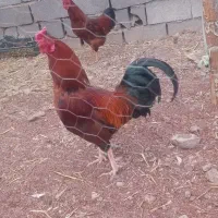 خروس جوان معاوضه با مرغ