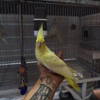 عروس هلندی و تازه دون خور لوتینو|پرنده|قم, نوبهار|دیوار