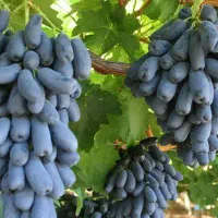 انگور تاکستان