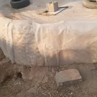 گاه بفروش می رسد|حیوانات مزرعه|شوط, |دیوار