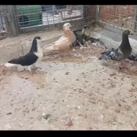 کبوتر پرشی|پرنده|گنبد کاووس, |دیوار