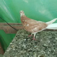 کبوتر پرشی خوش رنگ|پرنده|آستانه اشرفیه, |دیوار