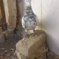 فروشی|پرنده|چناران, |دیوار