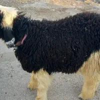 بره تخمی