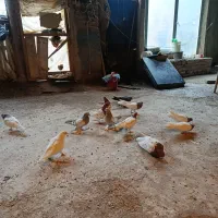 کبوتر|پرنده|تبریز, |دیوار