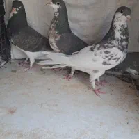 سه عدد ماده شهری قهوای