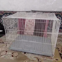 قفس وپرنده|پرنده|مشهد, رستگار|دیوار