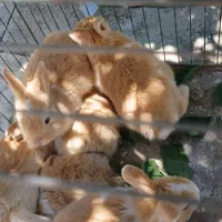 خرگوش|موش و خرگوش|صحنه, |دیوار