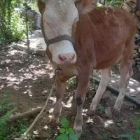 گوساله