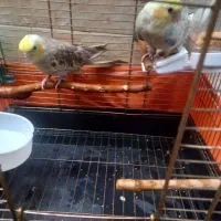 جوجه 3ماهه عروس هلندی کاملاسالم