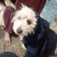 گمشده مژدگانی ۵ ملیون|سگ|کرمان, |دیوار