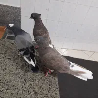 کفتر دم سفید سر کی|پرنده|قم, نخودی|دیوار