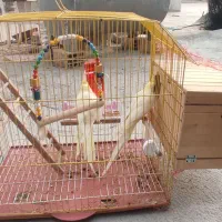 عروس هلندی جفت