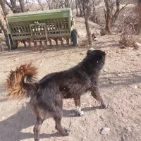 سگ قهدریجانی