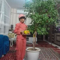 کاج سنتی--بنجامین --امستل|گل و گیاه طبیعی|مشهد, الهیه|دیوار