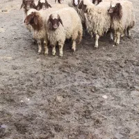 بره ماده|حیوانات مزرعه|ماهیدشت, |دیوار