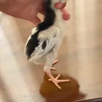 جوجه لاری اصیل