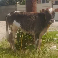 گوساله چالوسی ۳ماهه فقیروخوش رنگ وخوش خوراک
