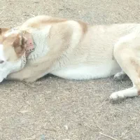 سگ گله|حیوانات|تربت جام, شهید مدرس|دیوار