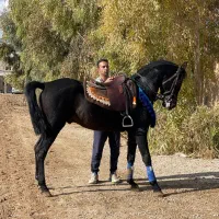 نریان ۳.۵ ساله کره سهیل مریخ