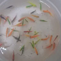 ماهی  زبرا و فایتر|ماهی|تهران, امام خمینی|دیوار