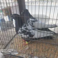 کبوتر رنگی جفتگاه|پرنده|سراوان, |دیوار