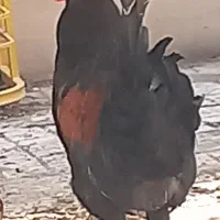 خروس جوان