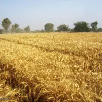 اجاره-10هکتار-زمین-آبی-بارانی
