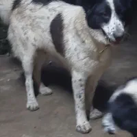 سگ دزیده شد