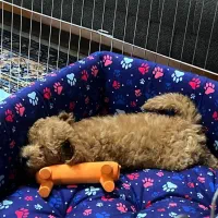 پودل|سگ|پاکدشت, پاکدشت (مامازند)|دیوار