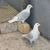 دوکت پلاکی المانی