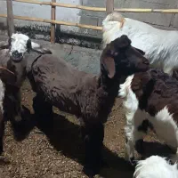 بره نر وماده