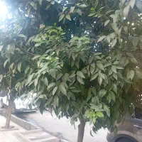 فروش زمین بره اتوبان