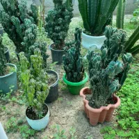 گل های بسیار جذاب صخره ای به طور کلی فروخته میشود|گل و گیاه طبیعی|خمام, |دیوار