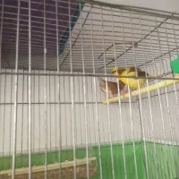 تعدادی قناری نروماده با کیفیت|پرنده|تبریز, |دیوار