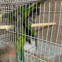 راهب|پرنده|کرج, عظیمیه|دیوار