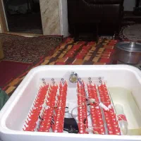 دستگاه جوجه کشی 96 تایی ایزی باتور 2|حیوانات مزرعه|بیرجند, |دیوار