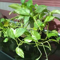 گیاه خونگی گل پتوس