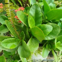 گل قاشقی وگل پدیلانتوس|گل و گیاه طبیعی|لاهیجان, لاشیدان|دیوار