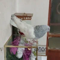 یک جفت کله الماسی  به فروش میرست