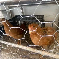 دو عدد مرغ محلی پنج ماهه آماده تخم گذاری